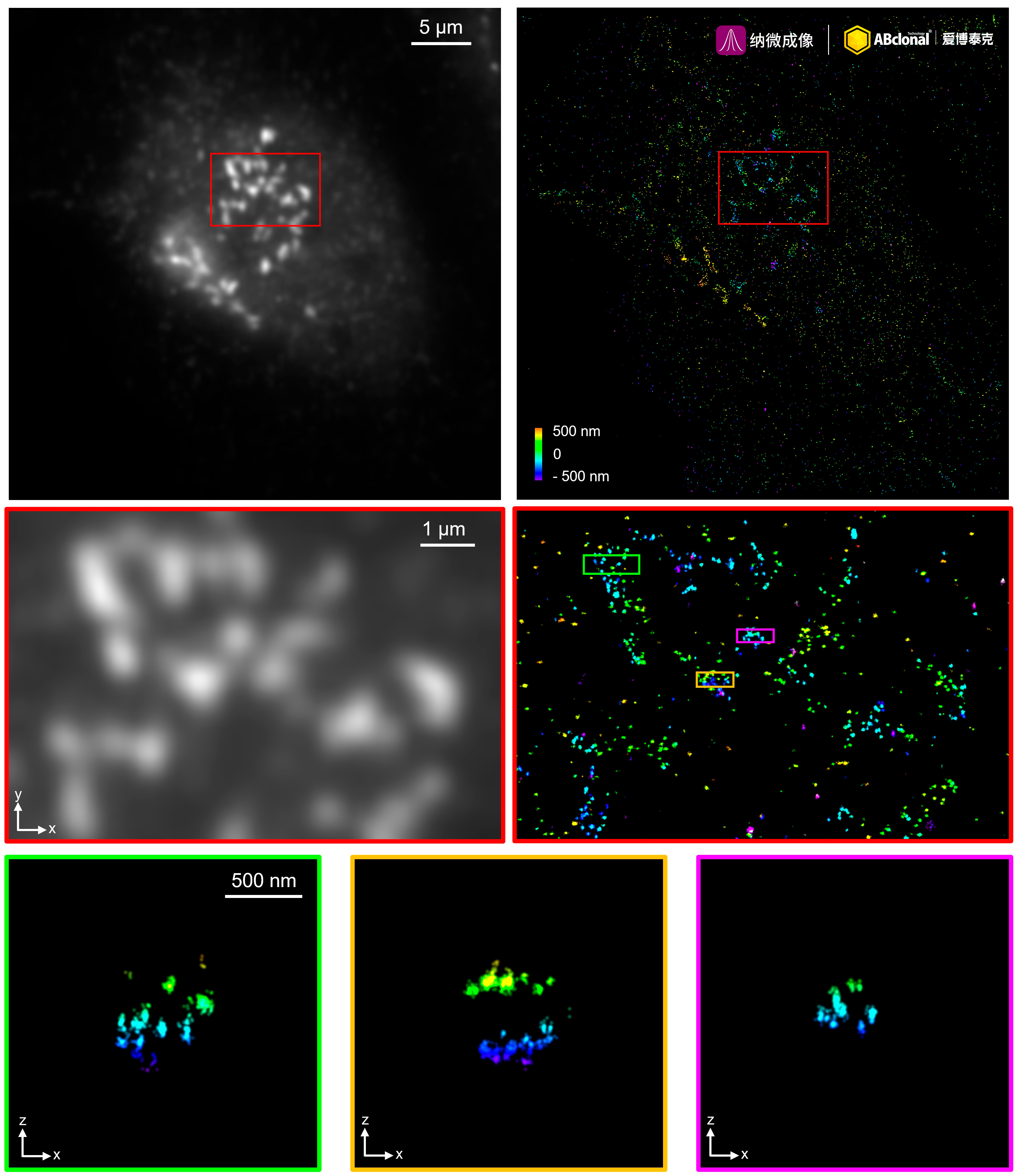 GM130 Rabbit mAb