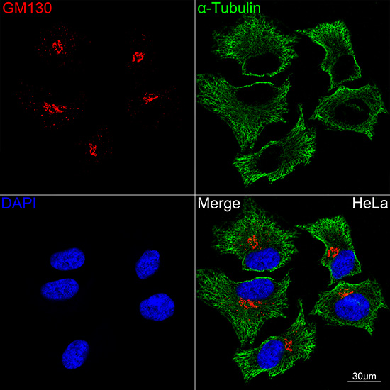 GM130 Rabbit mAb