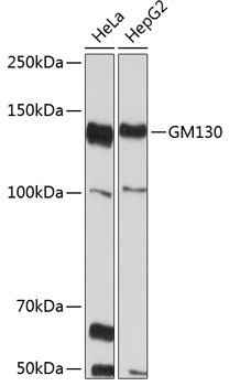 GM130 Rabbit mAb