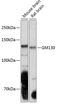 GM130 Rabbit mAb