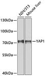 Western blot - YAP1 Rabbit pAb (A11430)
