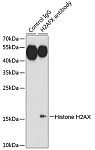 Western blot - Histone H2AX Rabbit pAb (A11463)