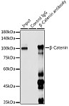 Western blot - β-Catenin Rabbit pAb (A11512)