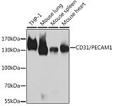 Western blot - CD31/PECAM1 Rabbit pAb (A11525)