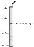 Western blot - PI3 Kinase p85 alpha Rabbit pAb (A11526)