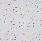 Western blot - Histone H2AX Rabbit pAb (A11540)