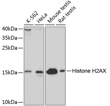 Histone H2AX Rabbit pAb