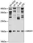 Western blot - GREM1 Rabbit pAb (A11595)