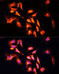 Immunofluorescence - LAMTOR1 Rabbit pAb (A11619)