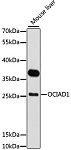 Western blot - OCIAD1 Rabbit pAb (A11630)