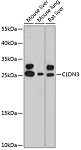 Western blot - CLDN3 Rabbit pAb (A11650)