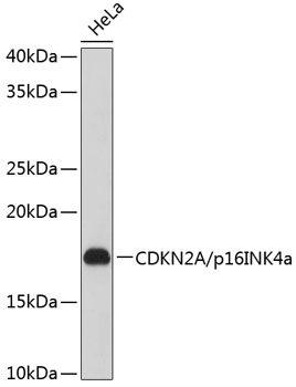 [KO Validated] CDKN2A/p16INK4a Rabbit mAb