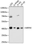 Western blot - MRPS9 Rabbit pAb (A11729)
