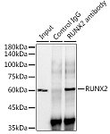 Western blot - RUNX2 Rabbit mAb (A11753)