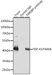 Western blot - TDP-43/TARDBP Rabbit pAb (A1183)