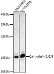 Western blot - Calmodulin 1/2/3 Rabbit pAb (A1185)