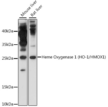 Heme Oxygenase 1 (HO-1/HMOX1) Rabbit pAb