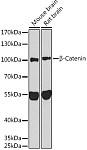 Western blot - β-Catenin Rabbit pAb (A11932)