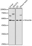 Western blot - [KD Validated] Vimentin Rabbit pAb (A11952)