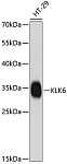 Western blot - KLK6 Rabbit pAb (A12055)