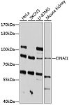 Western blot - DNAI1 Rabbit pAb (A12130)