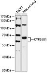 Western blot - CYP26B1 Rabbit pAb (A12142)