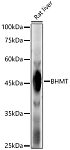 Western blot - BHMT Rabbit pAb (A1216)