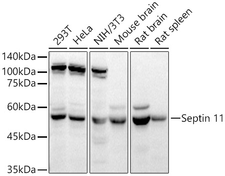 Septin 11 Rabbit pAb