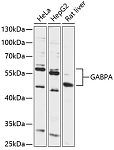 Western blot - GABPA Rabbit pAb (A12306)