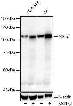 ABclonal:Western blot - NRF2 Rabbit pAb (A1244)