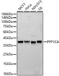 Western blot - PPP1CA Rabbit pAb (A12468)