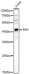 Western blot - TIA1 Rabbit pAb (A12523)