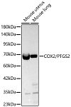 Western blot - COX2/PTGS2 Rabbit pAb (A1253)