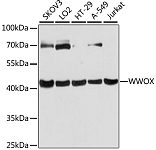 Western blot - WWOX Rabbit pAb (A12652)