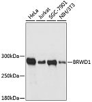 Western blot - BRWD1 Rabbit pAb (A12656)