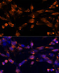 Immunofluorescence - AREG Rabbit pAb (A12680)