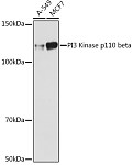 Western blot - PI3 Kinase p110 beta Rabbit mAb (A1271)