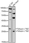 Western blot - Tafazzin / TAZ Rabbit pAb (A12722)