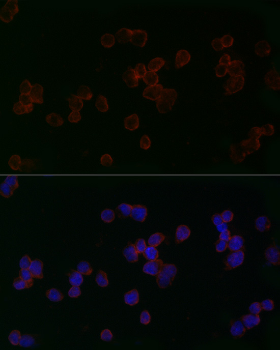 Anti-Brn-2 (POU3F2) Antibody, clone 8C4.2 clone 8C4.2, from mouse