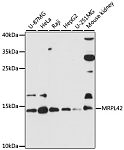 Western blot - MRPL42 Rabbit pAb (A12811)
