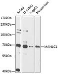 Western blot - MAN1C1 Rabbit pAb (A12837)