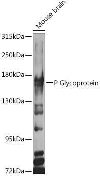 P Glycoprotein Rabbit pAb