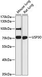 Western blot - USP30 Rabbit pAb (A12862)
