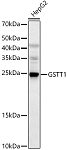 Western blot - GSTT1 Rabbit pAb (A1287)