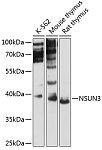 Western blot - NSUN3 Rabbit pAb (A12892)