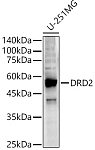 Western blot - DRD2 Rabbit pAb (A12930)