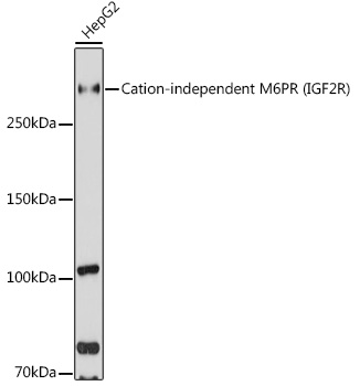 Cation-independent M6PR (IGF2R) Rabbit pAb