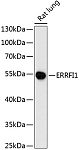 Western blot - ERRFI1 Rabbit pAb (A13099)