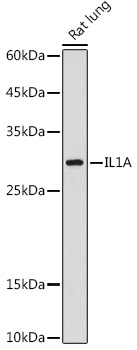 IL-1 alpha Rabbit pAb
