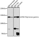Western blot - DNA Polymerase gamma Rabbit mAb (A1323)